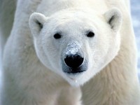 Polarbear new.jpg